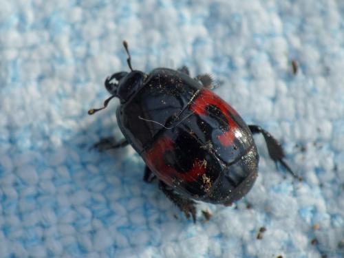 Hister quadrimaculatus